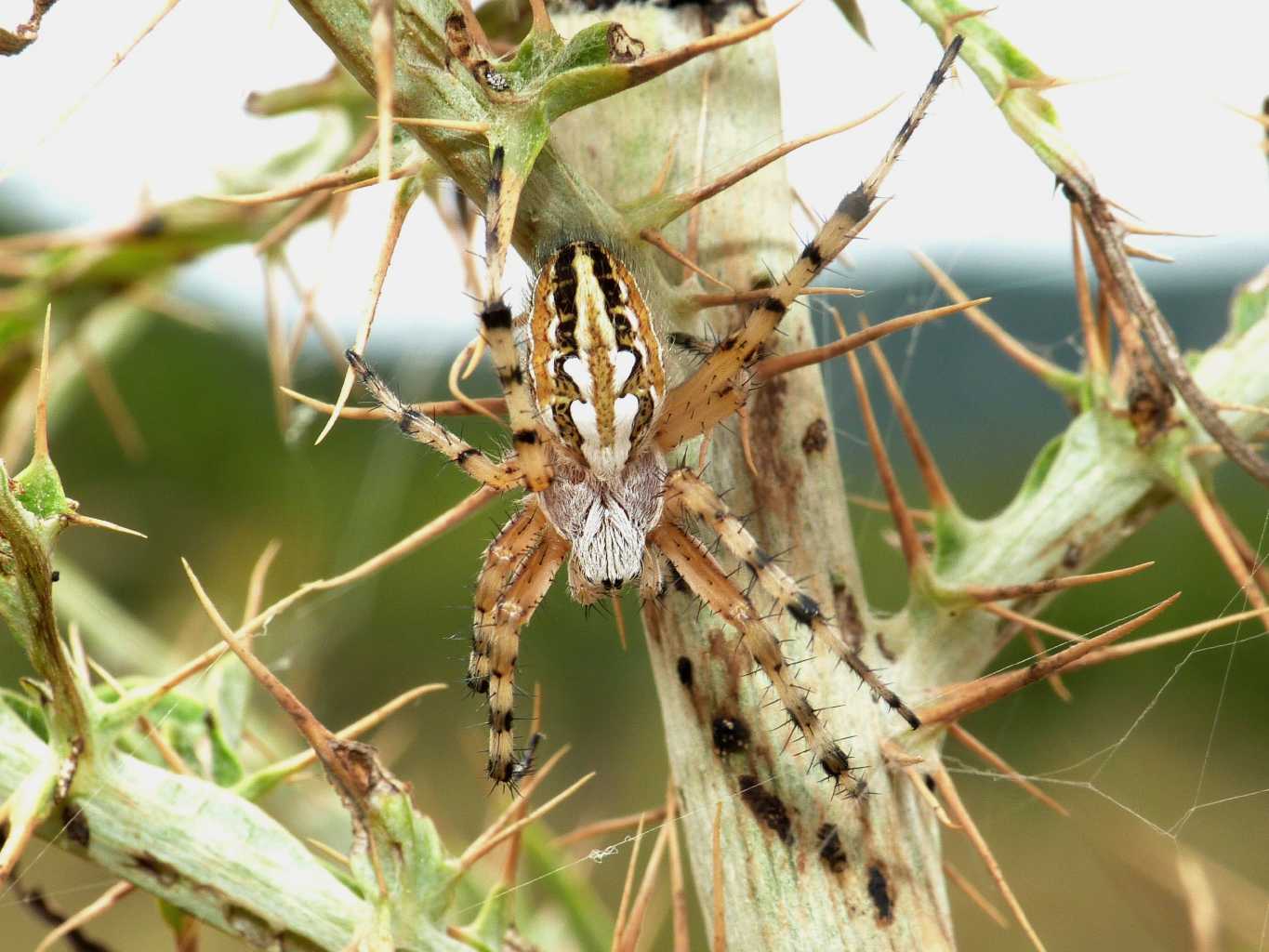 Aculepeira armida & Neoscona adianta - Tolfa (RM)